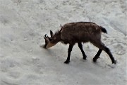 71 Camosci si rinfrescano e giocano sulla neve (maxi zoom)